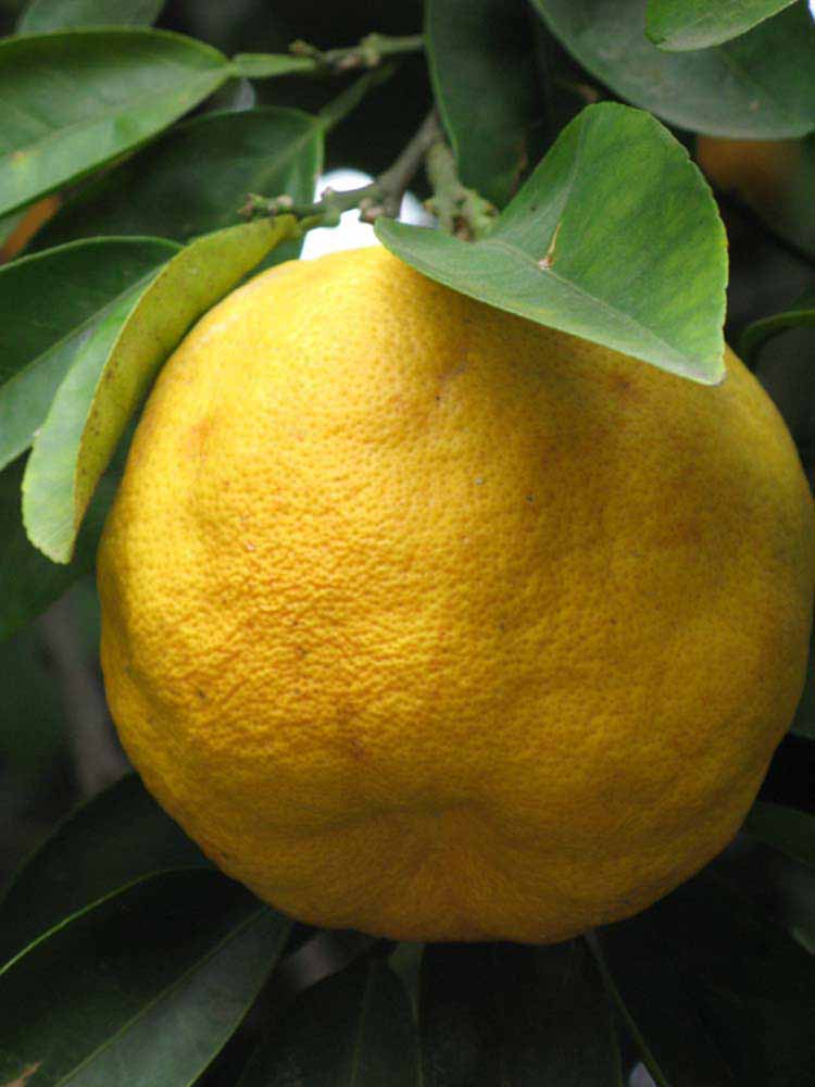            Fruit (Riverside, CA)   